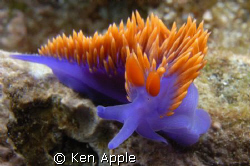 The Spanish Shawl, Flabellina iodinea.  Taken on the back... by Ken Apple 
